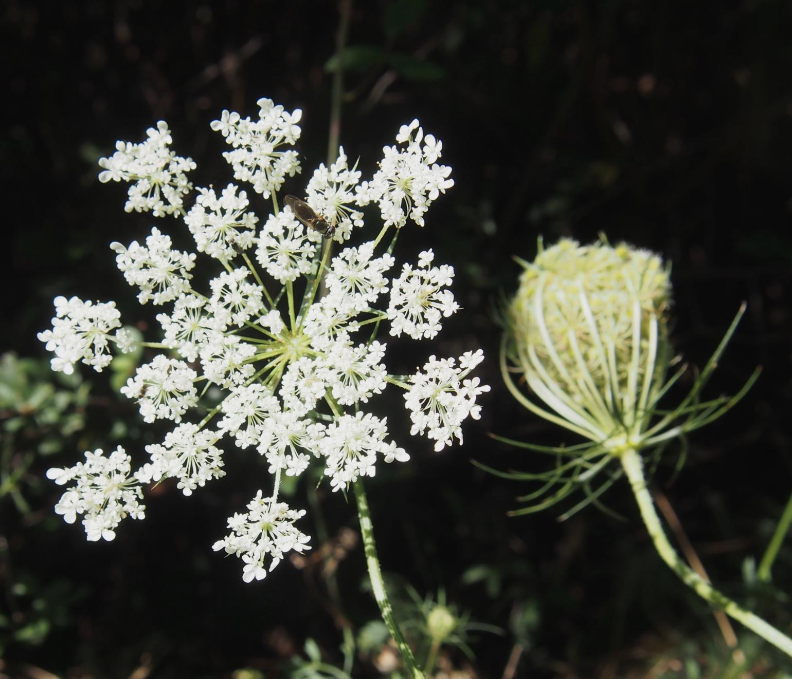 Carrot, Wild